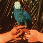ANDREW BIRD VŽDY NIEČO VYMYSLÍ – TERAZ …